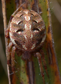 Arabesque Orbweaver